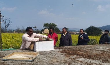 जशपुर में मधुमक्खी पालन से महक रही किसानों की किस्मत: राष्ट्रीय बागवानी मिशन के तहत मिल रहा भारी अनुदान
