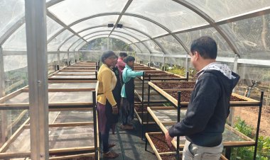 जशपुर के महुआ को मिला 'वैज्ञानिक आधार': सोलर टनल ड्रायर से अब बनेगा ग्लोबल स्टैंडर्ड फूड