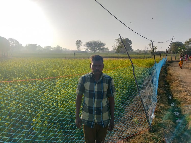 सफलता की कहानी: प्रधानमंत्री धन धान्य कृषि योजना से बदली बलदेव की तकदीर, सरसों की फसल से महका खेत