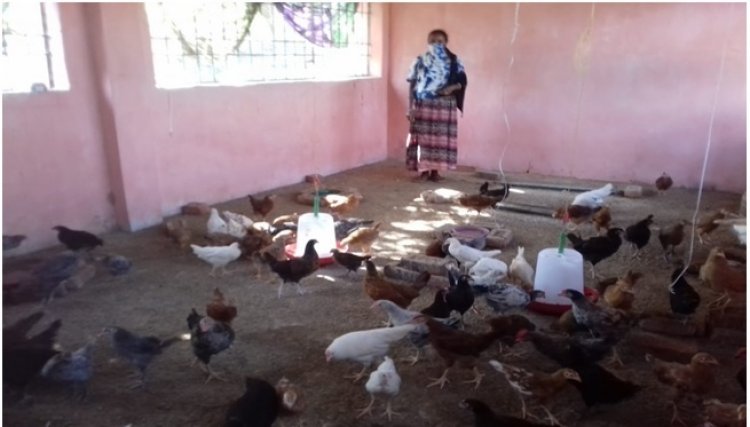 जशपुर में बर्ड फ्लू को लेकर प्रशासन अलर्ट: कलेक्टर के निर्देश पर 9 'रैपिड रिस्पॉन्स टीमें' गठित