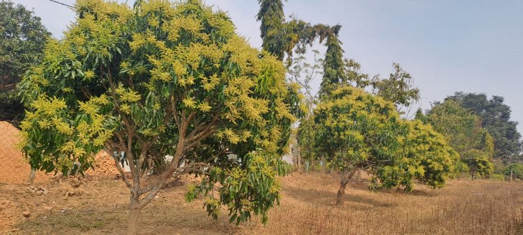 सावधान! आम की फसल पर 'मैंगो हॉपर' का खतरा: उद्यान विभाग ने जारी की एडवाइजरी, बचाव के लिए करें ये उपाय