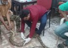 गंगरेल के जंगलों में हमले से गंभीर रूप से घायल हुआ अजगर, रेस्क्यू कर रायपुर जंगल सफारी भेजा गया