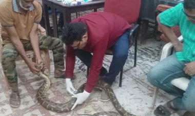 गंगरेल के जंगलों में हमले से गंभीर रूप से घायल हुआ अजगर, रेस्क्यू कर रायपुर जंगल सफारी भेजा गया