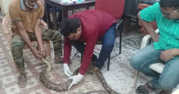 गंगरेल के जंगलों में हमले से गंभीर रूप से घायल हुआ अजगर, रेस्क्यू कर रायपुर जंगल सफारी भेजा गया